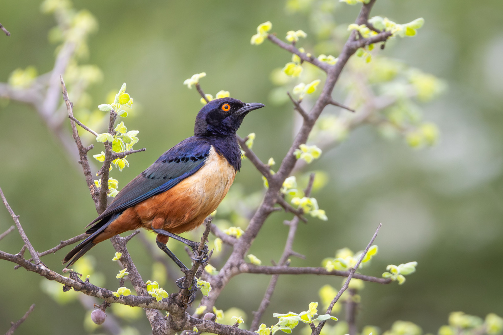 image Hildebrandt's Starling